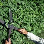 Service à la personne pour entretien de jardin : combien pouvez-vous économiser ?